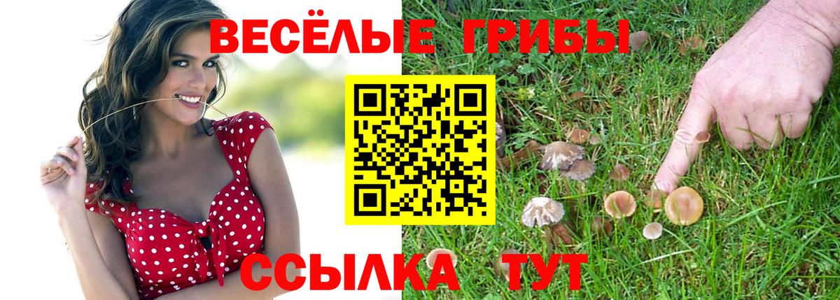 купить закладку  Вход с VPN  Котовск  Псилоцибиновые грибы Psilocybe 